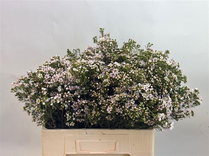 <h4>CHAME UN JUPITE MOON</h4>