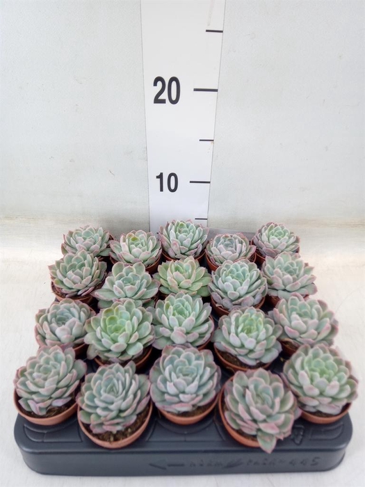 <h4>Echeveria elegans</h4>