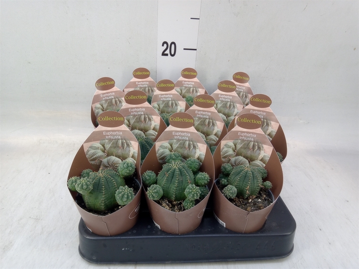 <h4>Cactus   ...</h4>