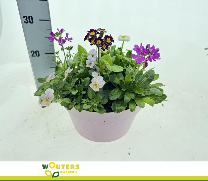 <h4>PERKPL GEM IN POT</h4>