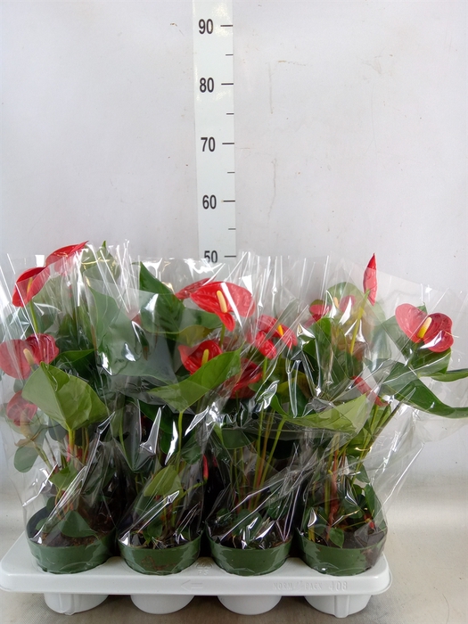 <h4>Anthurium andr. 'Madural'</h4>