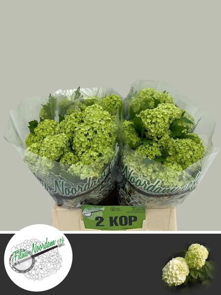 <h4>Viburnum Greenhouse 2 Kop Filius</h4>