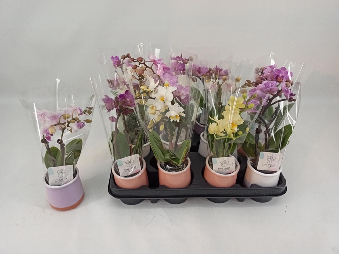 <h4>PHAL MINI</h4>