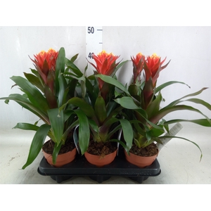 Guzmania  'Happyness'