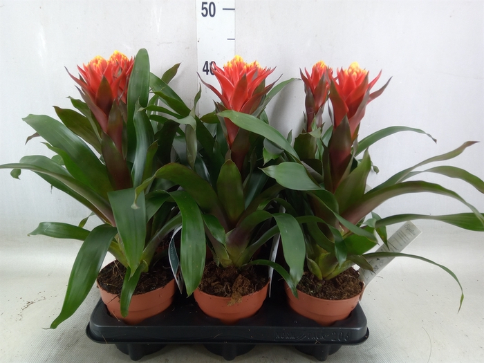 <h4>Guzmania  'Happyness'</h4>