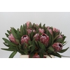 Protea Pink Ice