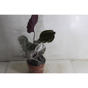 CALATHEA MEDALLION P17