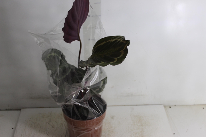 <h4>CALATHEA MEDALLION P17</h4>