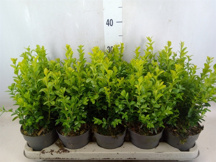 <h4>Buxus semp.   ...</h4>