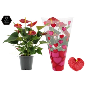 Anthurium Diamond Red in heart sleeve Lilly