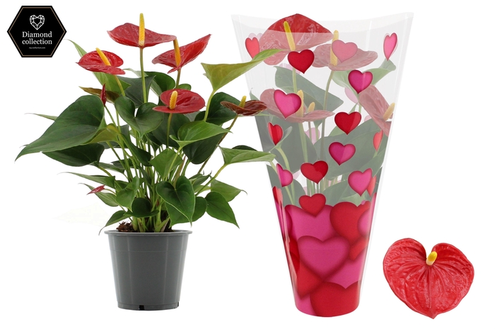<h4>Anthurium Diamond Red in heart sleeve Lilly</h4>