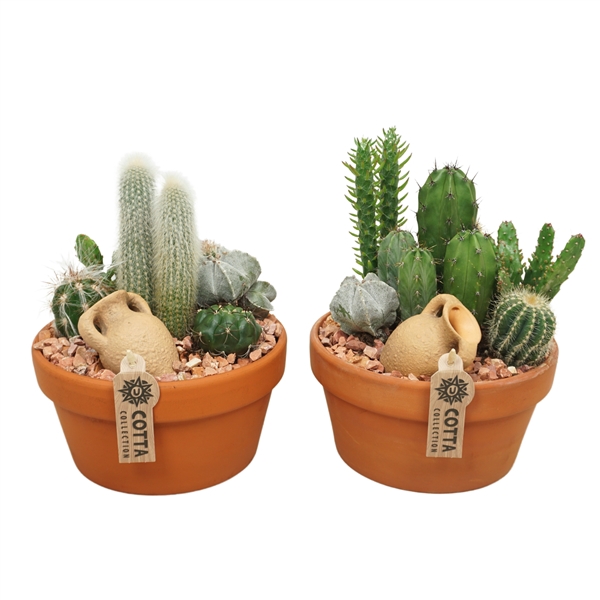 <h4>Cactus arrangement in 20 cm 'Terracotta Schaal'</h4>