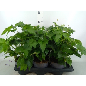 Anemone hybrida 'Honorine Jobert'