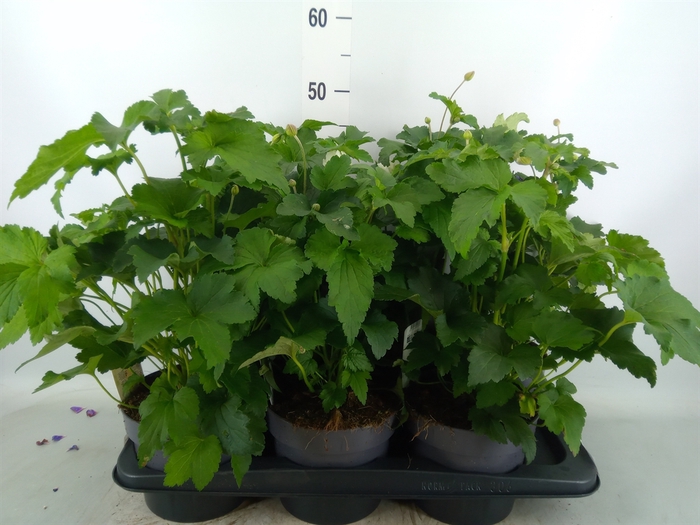 <h4>Anemone hybrida 'Honorine Jobert'</h4>