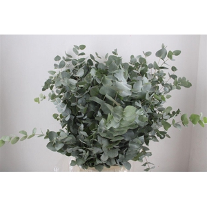 Euca Cinerea 300gr P Bunch