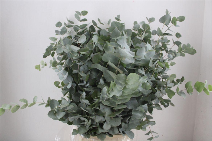<h4>Euca Cinerea 300gr P Bunch</h4>
