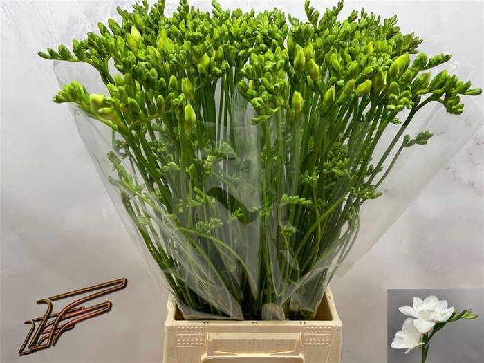 <h4>Fr Du Maestro</h4>