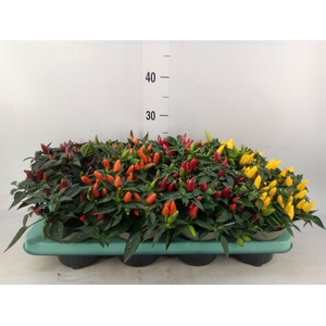 Capsicum annuum 'Torero Multic Red'