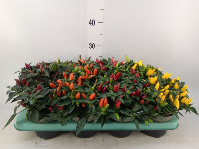 <h4>Capsicum annuum 'Torero Multic Red'</h4>