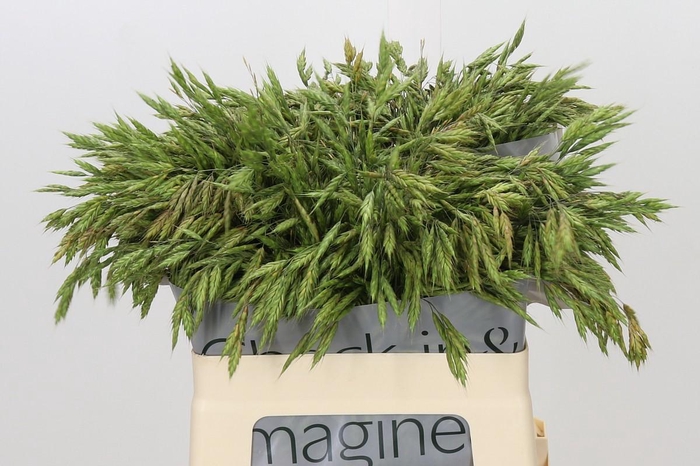 <h4>Bromus</h4>