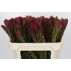 Leucadendron Safari Sunset