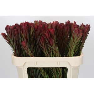 Leucadendron Safari Sunset