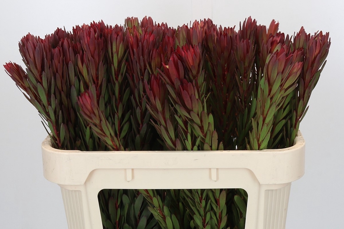 <h4>Leucadendron Safari Sunset</h4>
