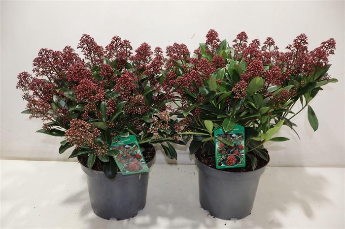 <h4>Skim J Rubella</h4>