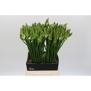Ornithogalum Mount Fuji