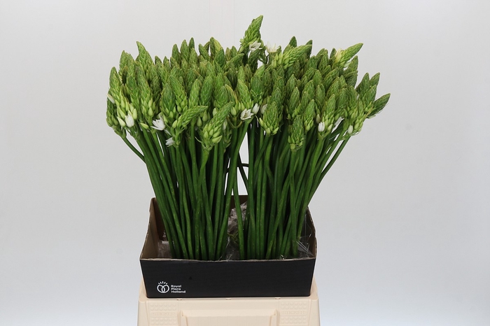 <h4>Ornithogalum Mount Fuji</h4>
