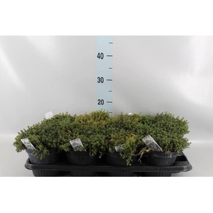 Thymus praecox 'Doone Valley'