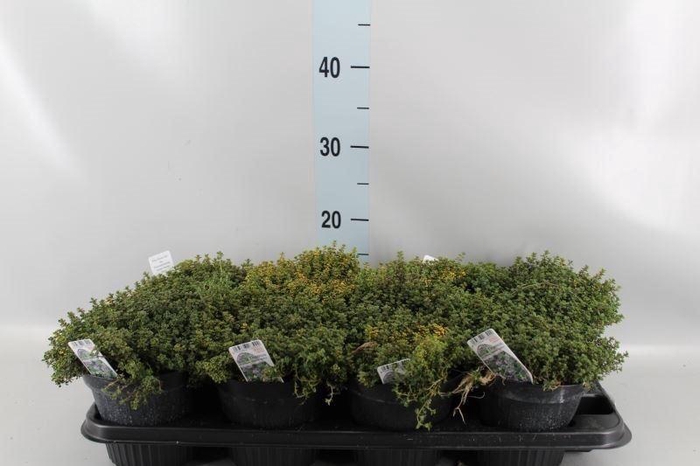 <h4>Thymus praecox 'Doone Valley'</h4>