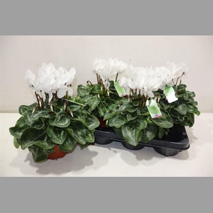 Cycl Md Sup Macro White