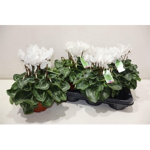 Cycl Md Sup Macro White