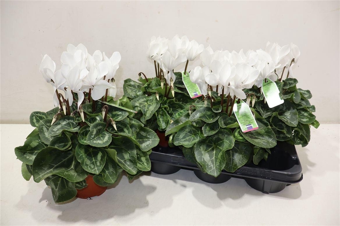 <h4>Cycl Md Sup Macro White</h4>