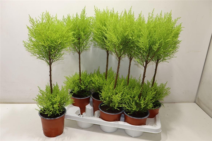 <h4>Cupr Ma Goldc Wilma</h4>