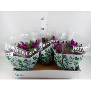 Celosia spic. 'Intenz'
