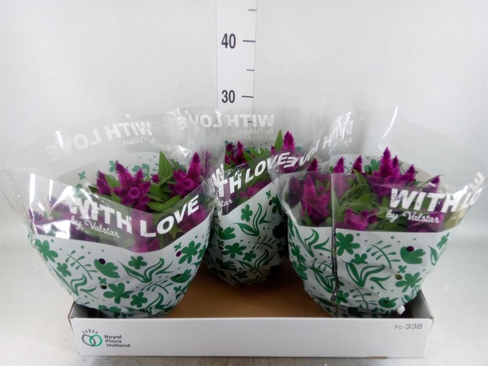 <h4>Celosia spic. 'Intenz'</h4>