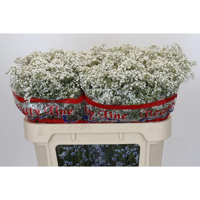 <h4>Gyps Million Stars</h4>