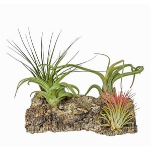 Arrangementen Tillandsia 6%