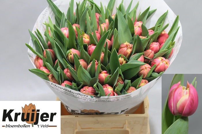 <h4>TU DU COLUMBUS</h4>