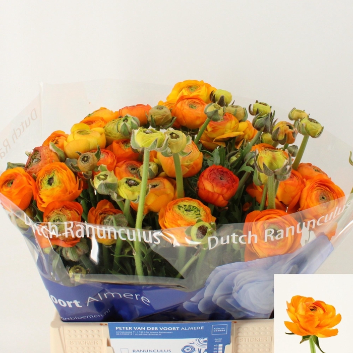 <h4>RAN AAZUR ORANGE</h4>