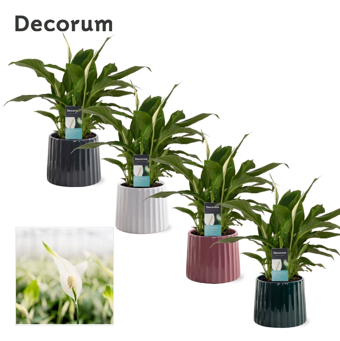 <h4>Spathiphyllum 9 cm in Sophia - Luxury World</h4>