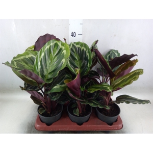 Calathea  'Medallion'