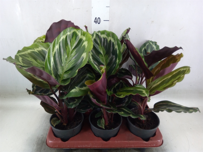 <h4>Calathea  'Medallion'</h4>