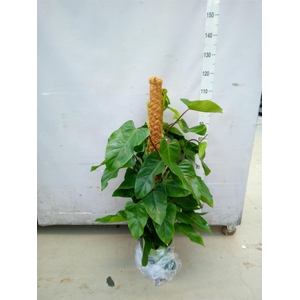 Philodendron  'Emerald Queen'