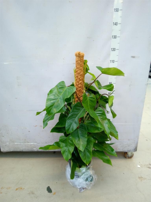 <h4>Philodendron  'Emerald Queen'</h4>