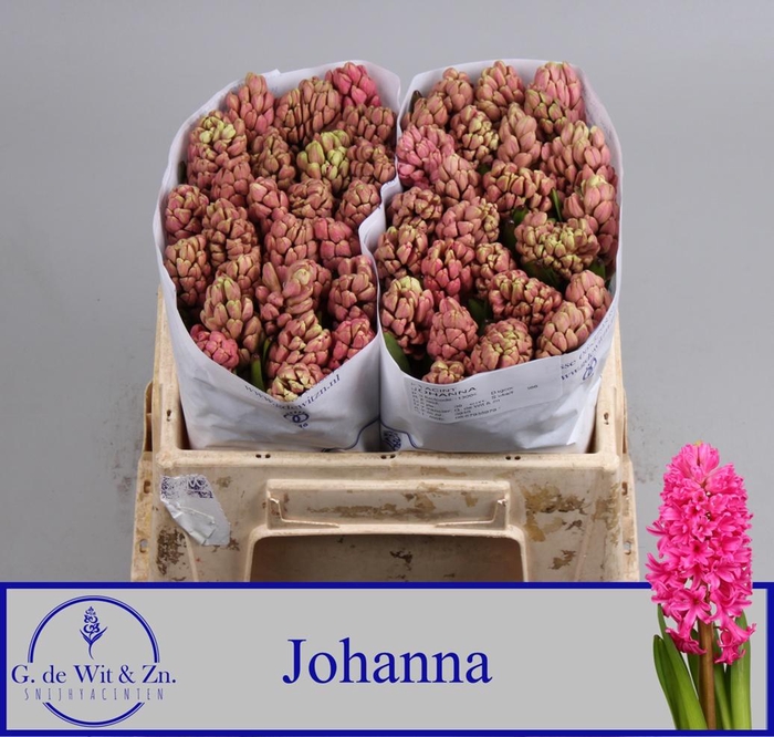 <h4>HYAC JOHANNA</h4>