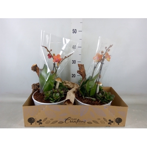 Arr.  Phalaenopsis H%