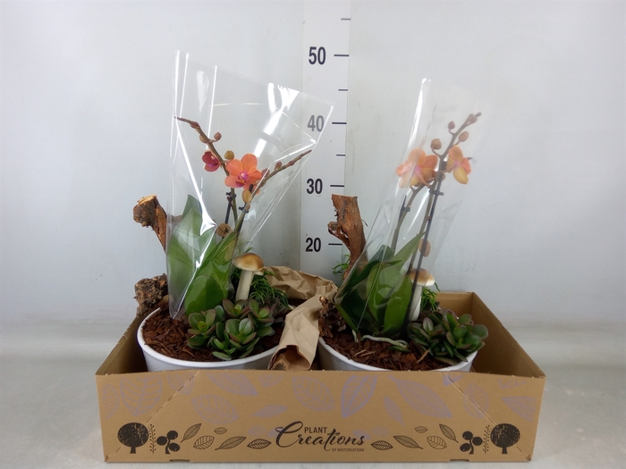 <h4>Arr.  Phalaenopsis H%</h4>